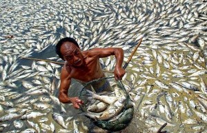 Mass Fish Deaths Millions Have Been Found Dead All Over The World In The Past Month
