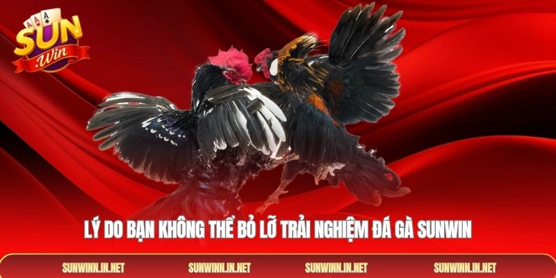 Lý do bạn không thể bỏ lỡ trải nghiệm đá gà SUNWIN