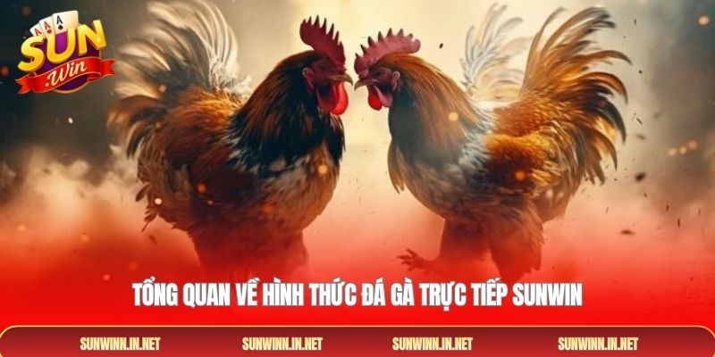 Tổng quan về hình thức đá gà trực tiếp SUNWIN
